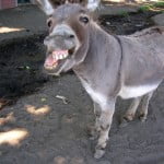 Harry Signs a Donkey!